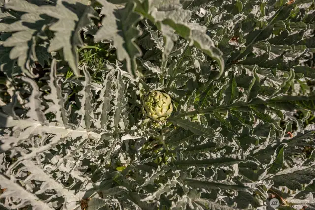 Artichokes Grow Here!!