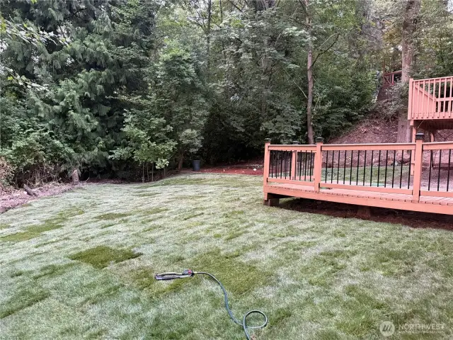New lawn in large backyard