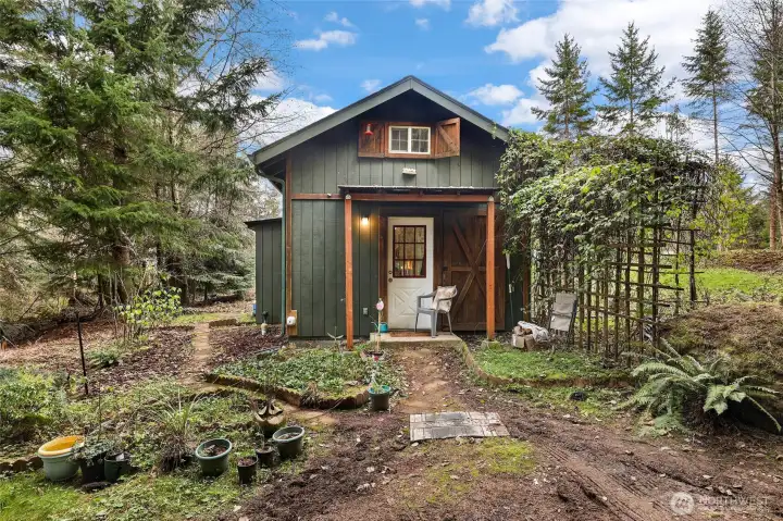 Fruiting akebia vine is a sight to see!