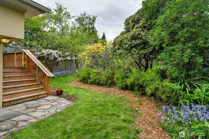 Garden with Mature Azaleas and Fruit Trees