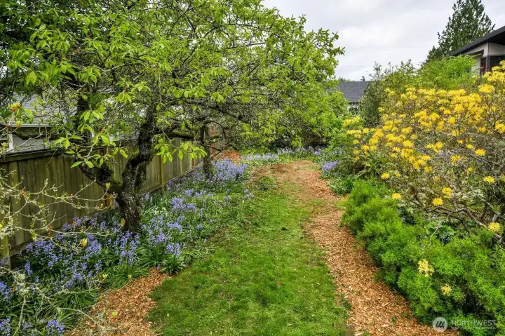 Italian Plum Tree and Gravenstein Apple Tree