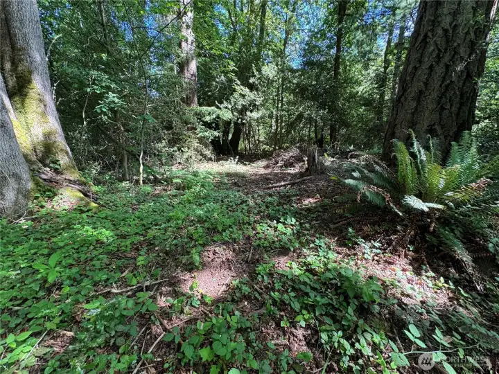 This parcel has a wonderful PNW forest.