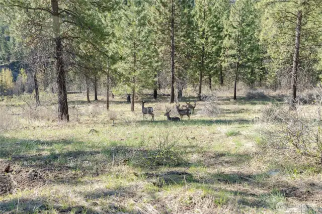 And many deer!