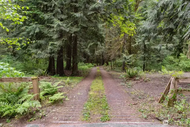 The enchanting driveway.