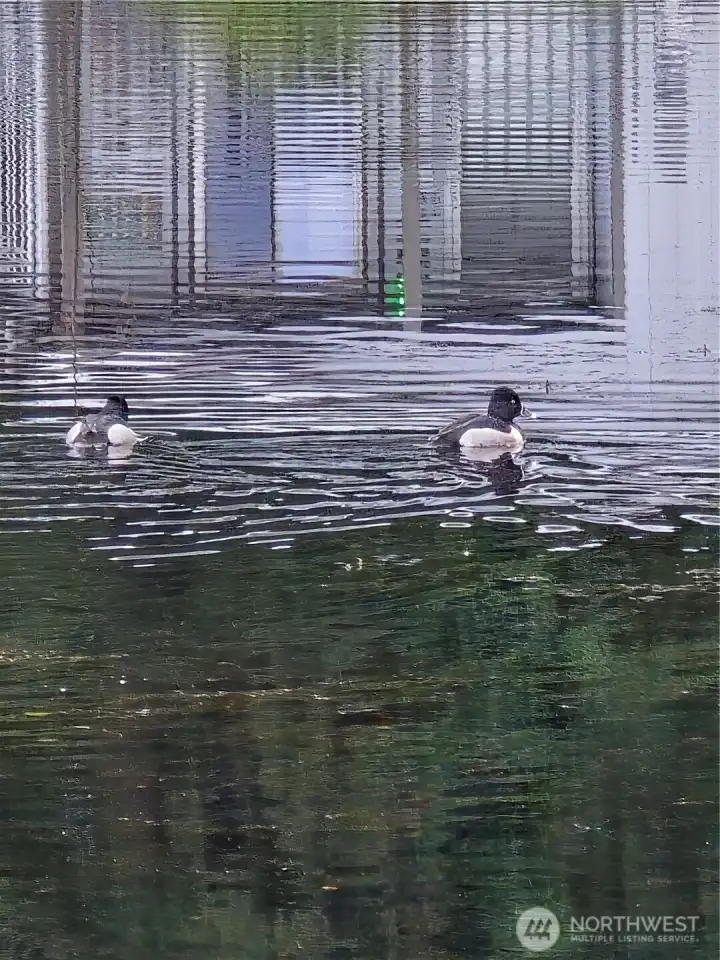 Diving Ducks.
