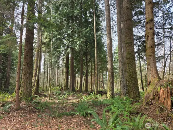 marketable timber on site.