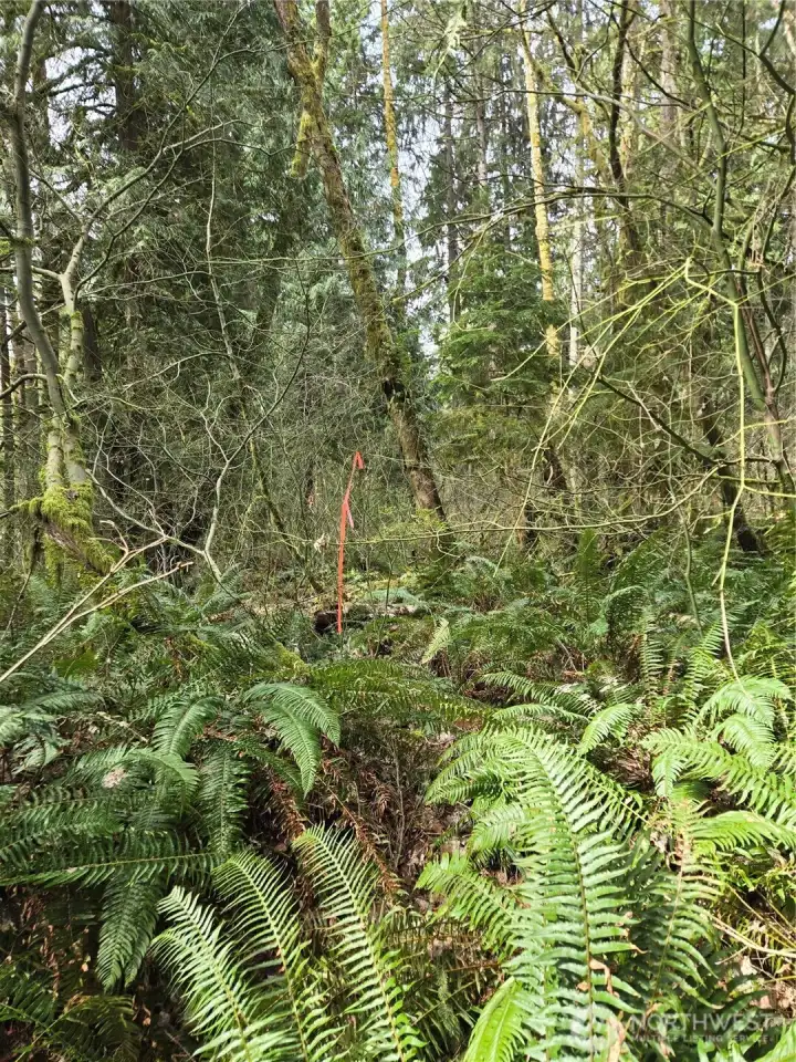 Southeast property line stake near road.