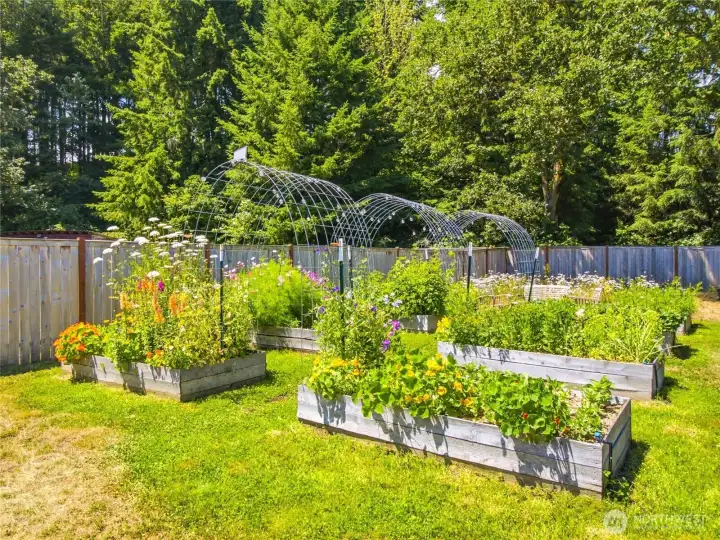 Eight raised cedar garden beds that are thriving, with trellis and solar cafe lights. Drip irrigation of course!