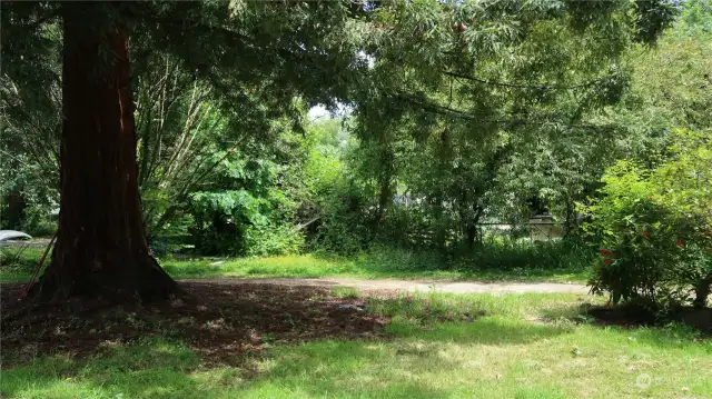 Driveway is pave going around the Red Cedar tree.