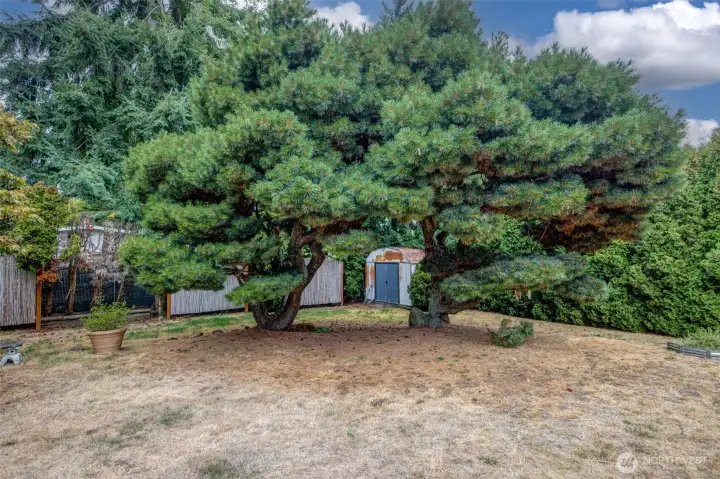 Mature trees with leveled backyard.