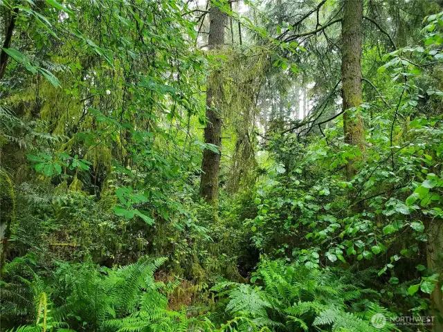The peace and privacy of the forest island