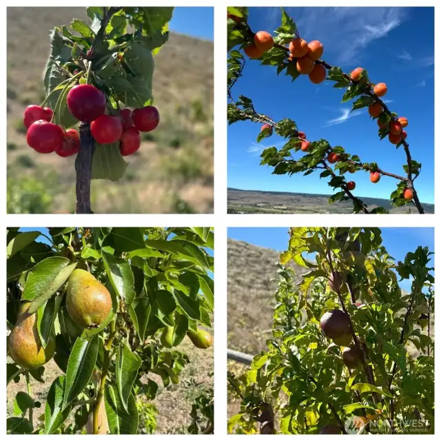20 fruit trees self watering orchard