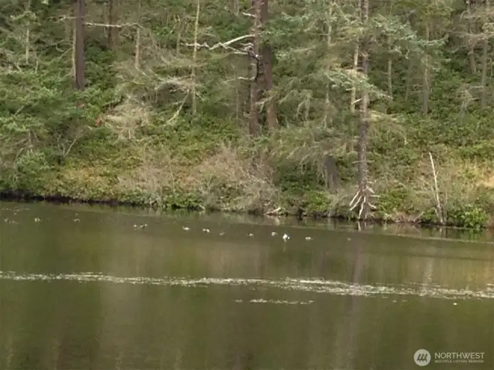 This is Frog Hollow pond in the spring. Right now it has seasonal algae, which will go away when it gets cold. There is abundant wildlife to enjoy year round.