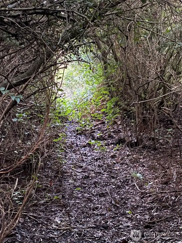 Trail has been cut to the beach