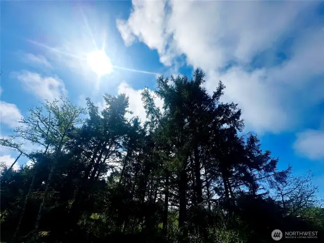 Beautiful wooded setting as you listen to the Ocean