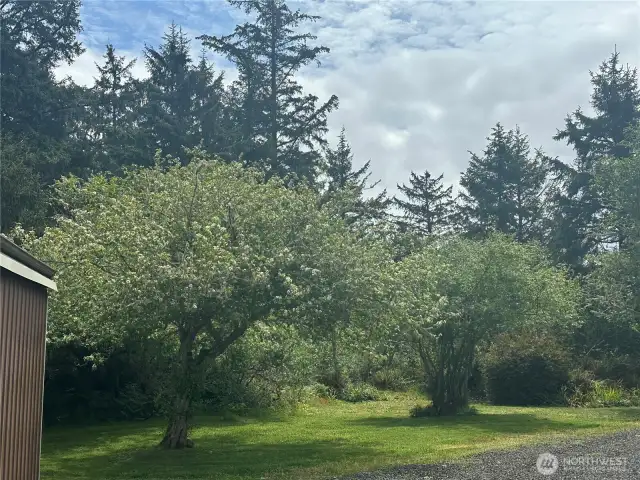 Fruit Trees