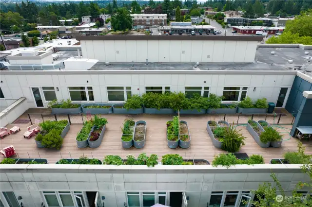 Rooftop pea patch and sitting area.