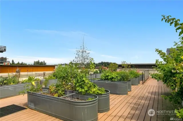 Roof top raised garden beds. A gardener's delight.