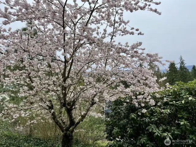 and cherry blossoms in spring...