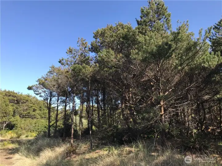 Mature beach pines can be retained for buffer