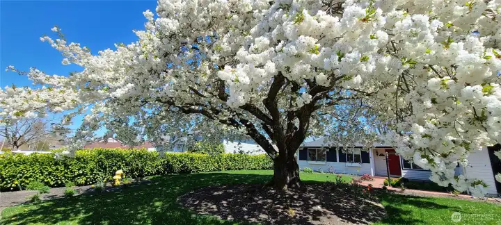 Tree in full bloom!
