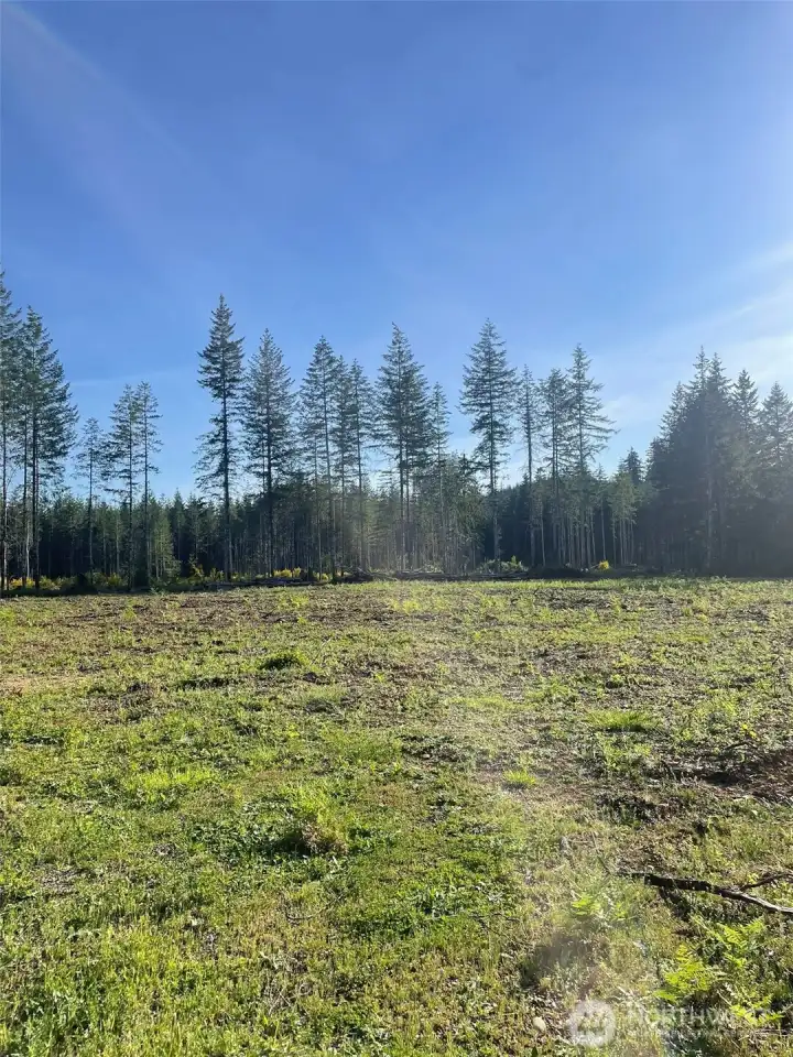 View across the cleared area.