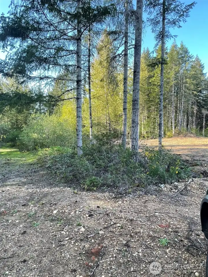 Nice tree stand marking a separation from the main area with the boutique court yard area in the back.