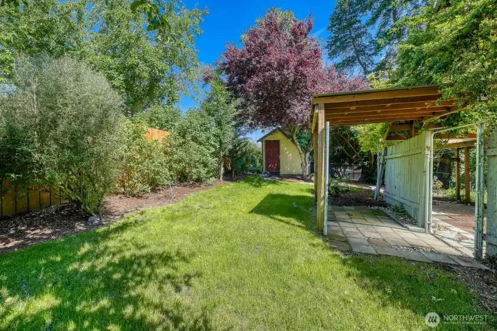 Grassy backyard with different shrubs, arborvitae, plum tree, hostas, lilacs, rosebush