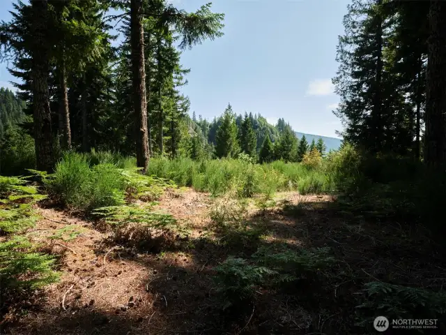 Homesite