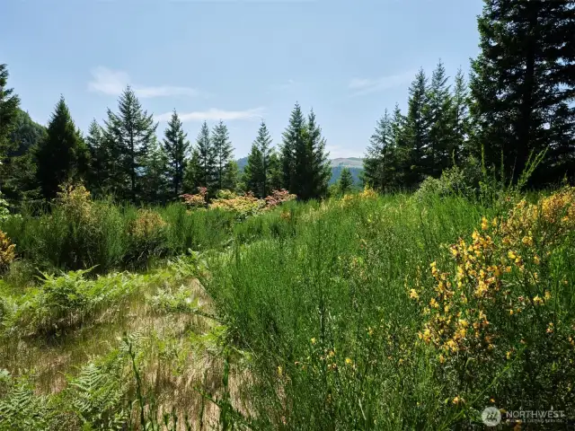 Homesite