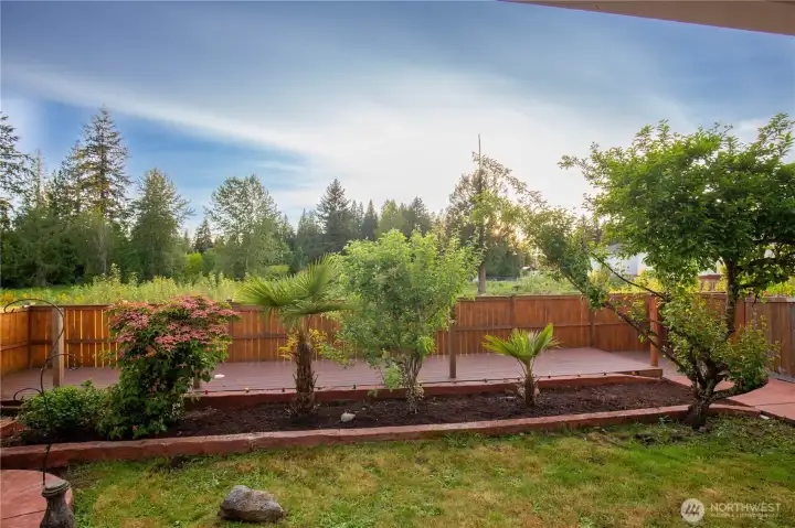 Landscaped with 2 apple and a plum tree along with palms and beautiful flowing tree shown here.