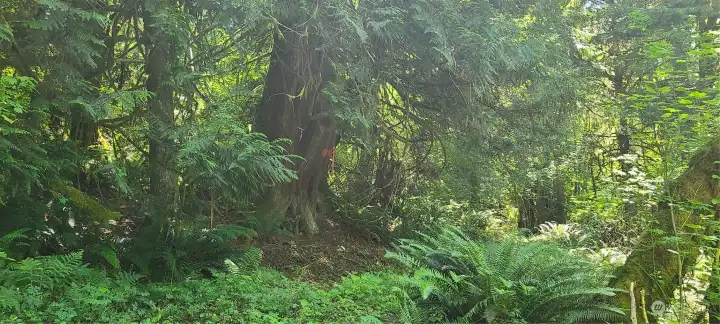 Center of property with old growth Cedar and Fir