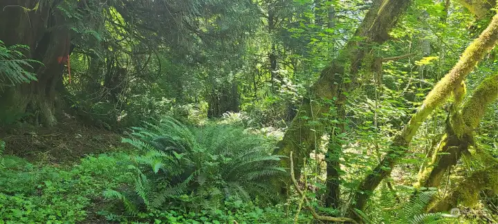 On pathway, old growth Cedar & Fir.
