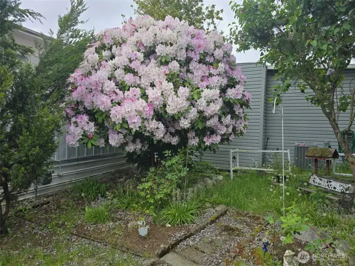 Back yard