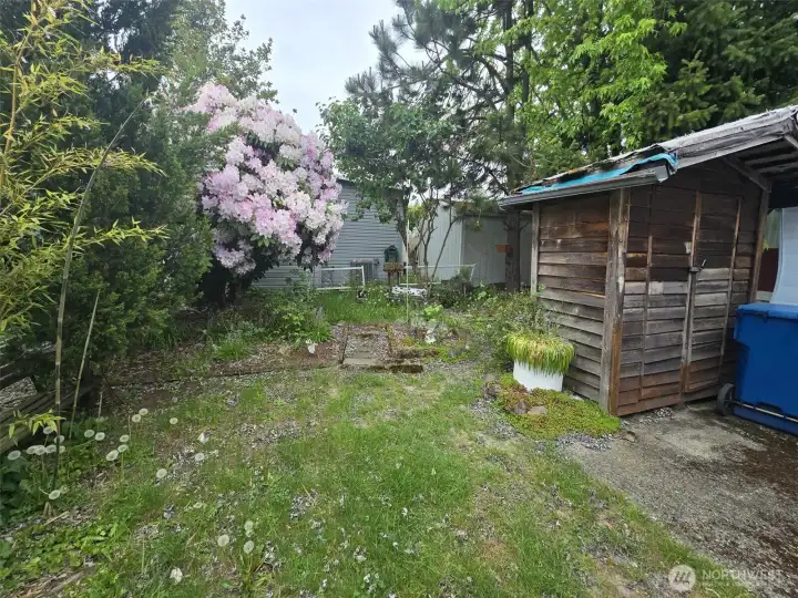 back yard, storage shed
