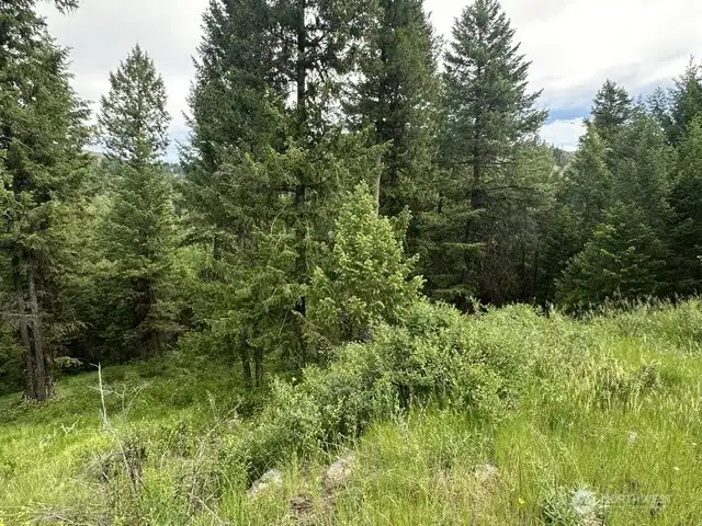 View of forest northeast of garage.