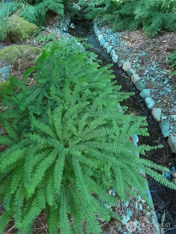 small stream on property with beautiful fers small stream on property with beautiful fers