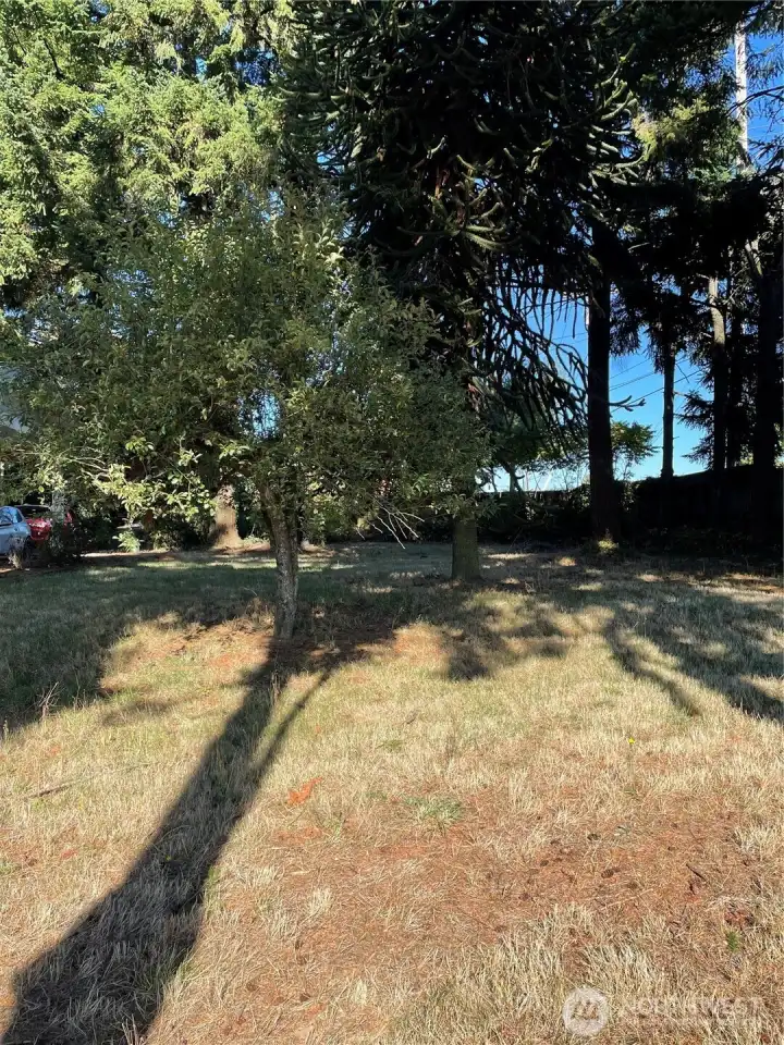 Frontyard