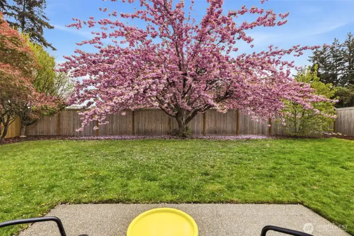 Your very own cherry blossom tree!