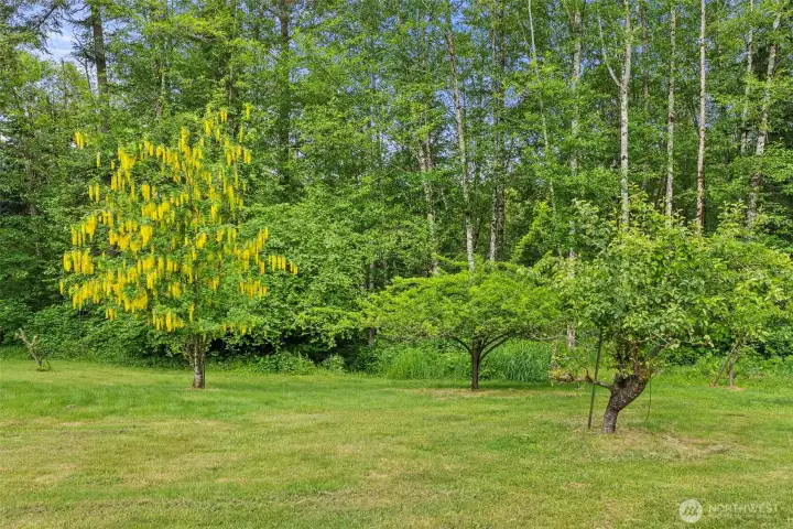 trees, abundance of wildlife