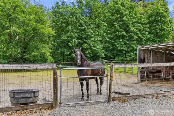 paddocks, cross fencing