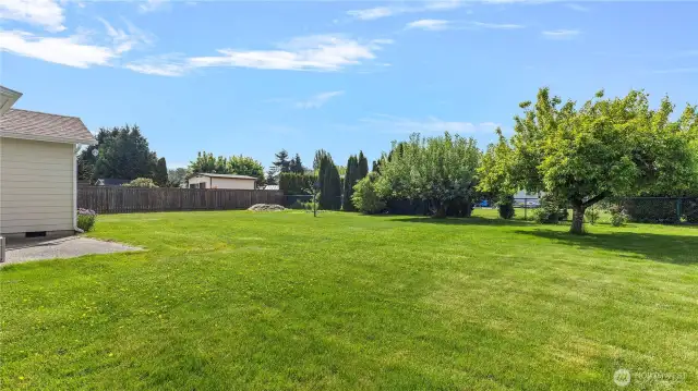 Large fully fenced backyard