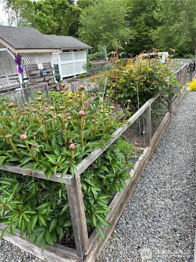 The large Pea Patch for gardeners and a market for sharing.