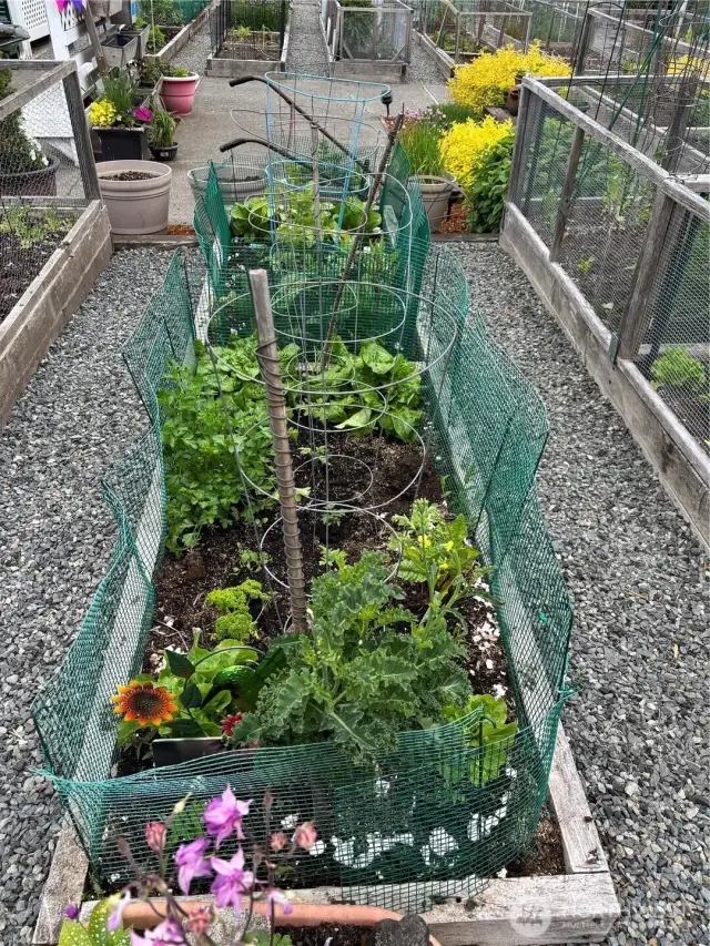 One of the pea patch gardens
