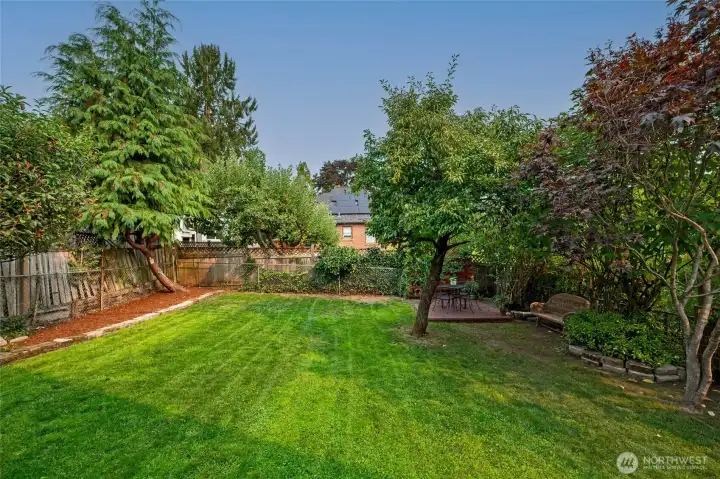 The large backyard,