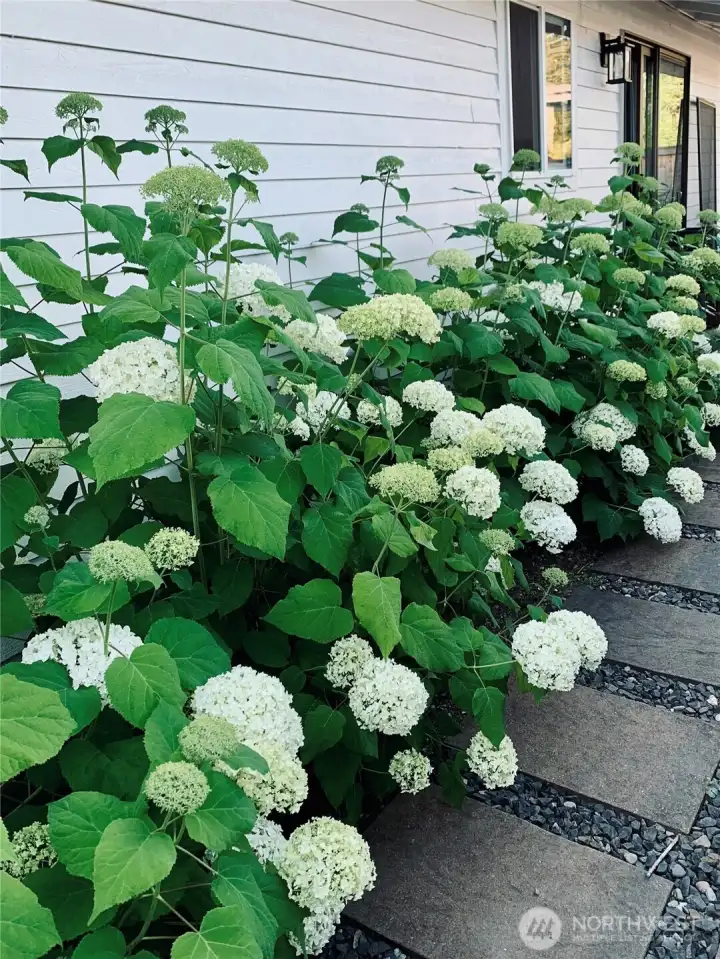 A sneak peek of what's coming. The hydrangeas will be in full bloom right around move-in time.