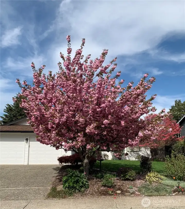 Just a few weeks ago — the front yard cherry blossom in all its glory.
