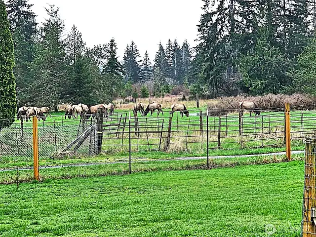 Elk heard moving through the area grazes in meadow on property.