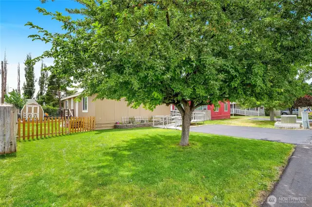 A picket fence was recently added to the left side of the home near the shade tree.