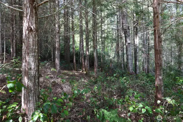 Young trees on property